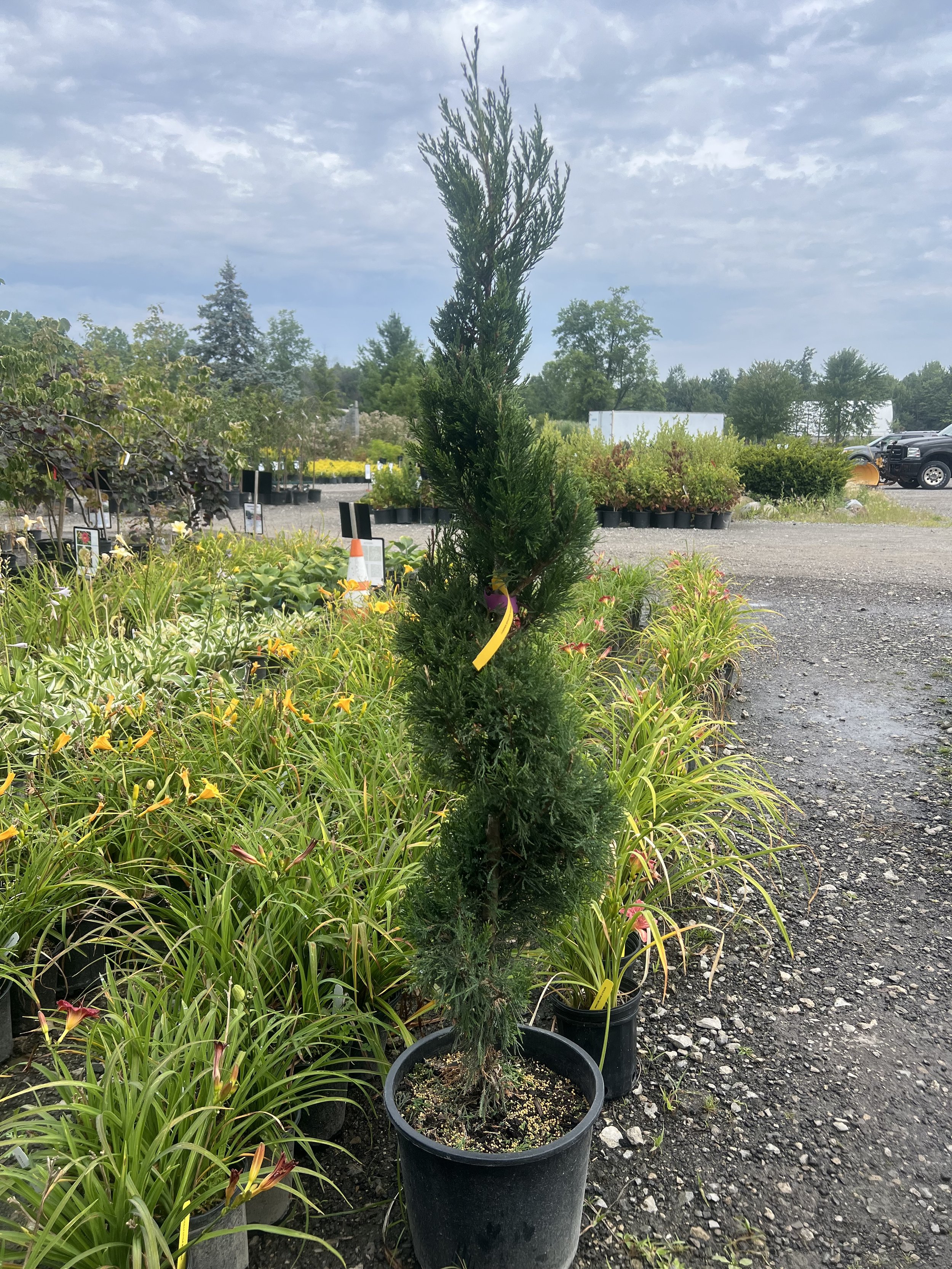 Spartan Juniper (Spiral)