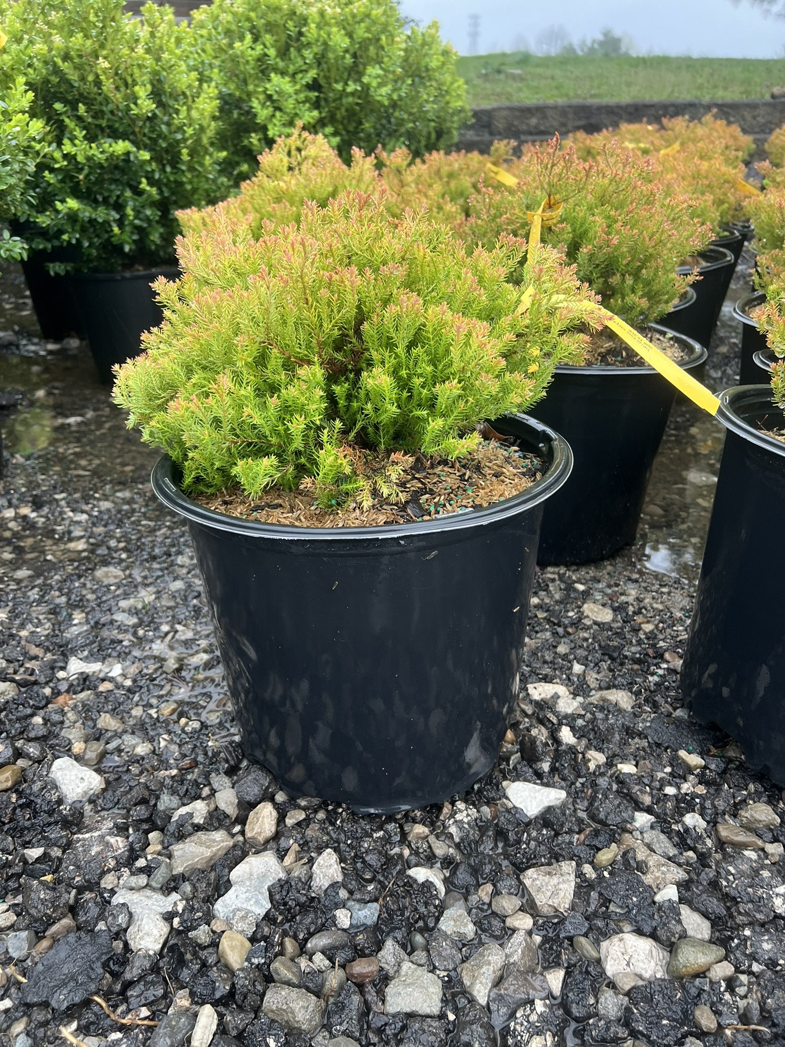 Fire Chief Arborvitae- 3 gal.