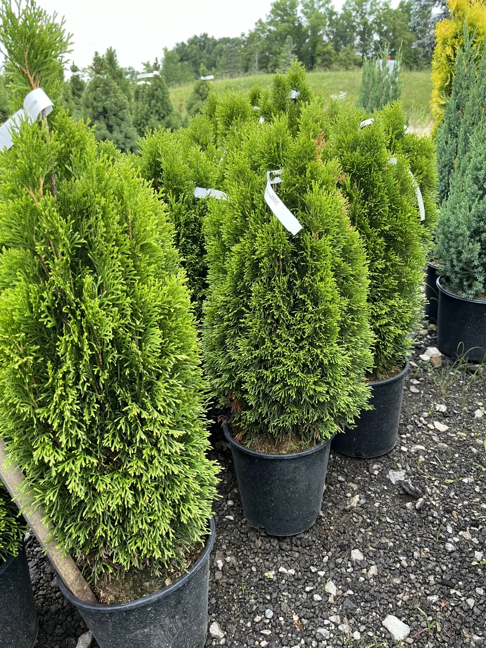 Petite Emerald Green Arborvitae — Whirlwind Trees + Shrubs