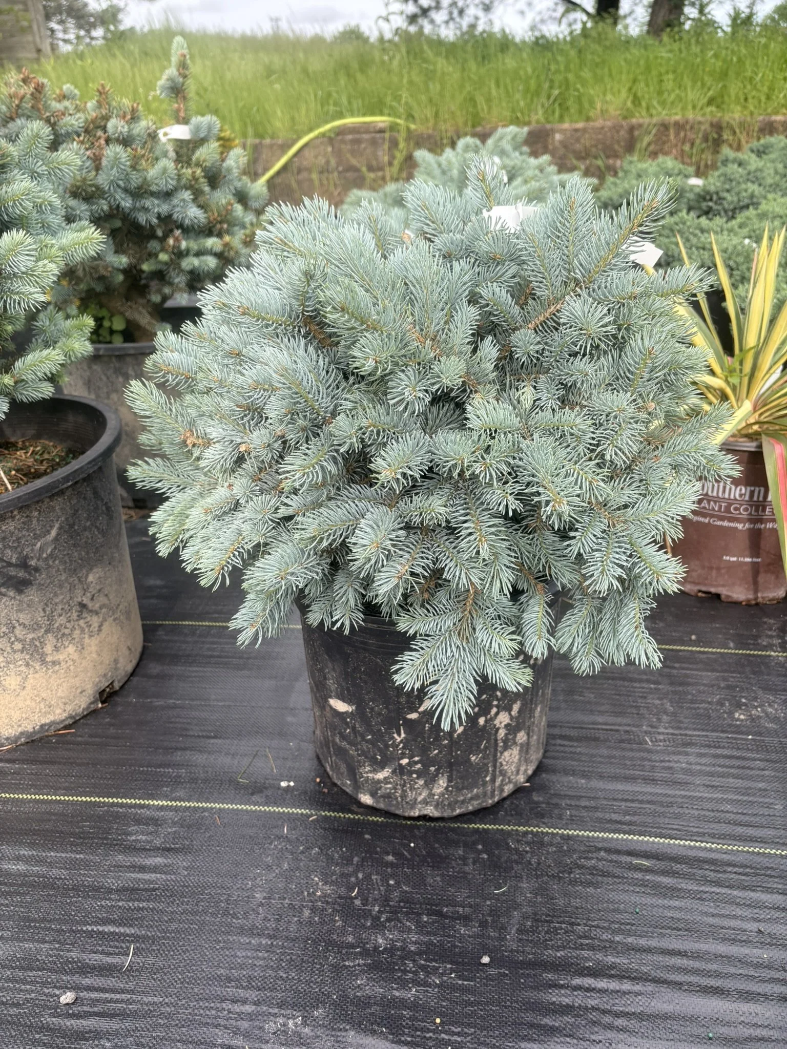 Globosa Spruce