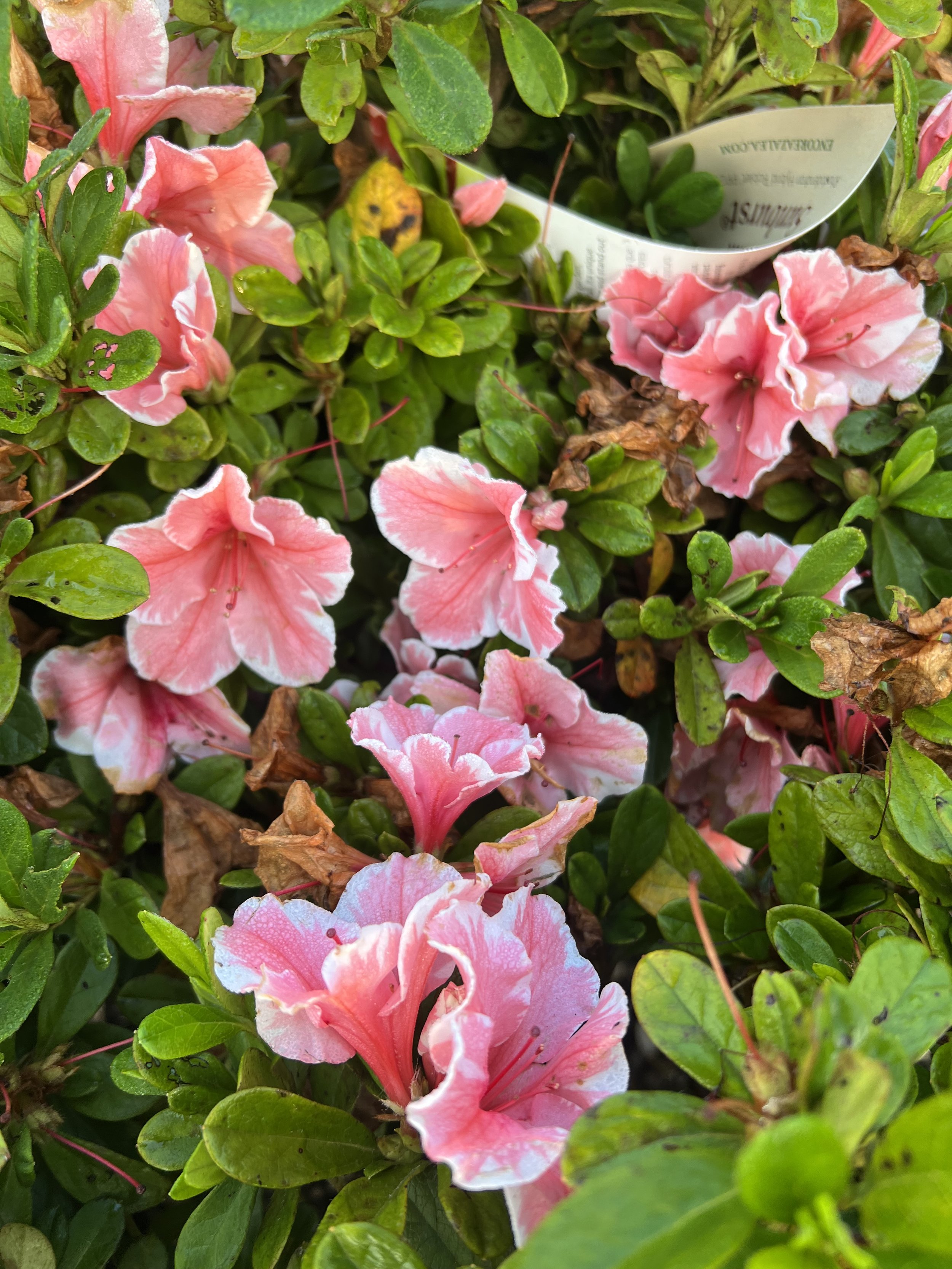 IMG_1611.jpeg