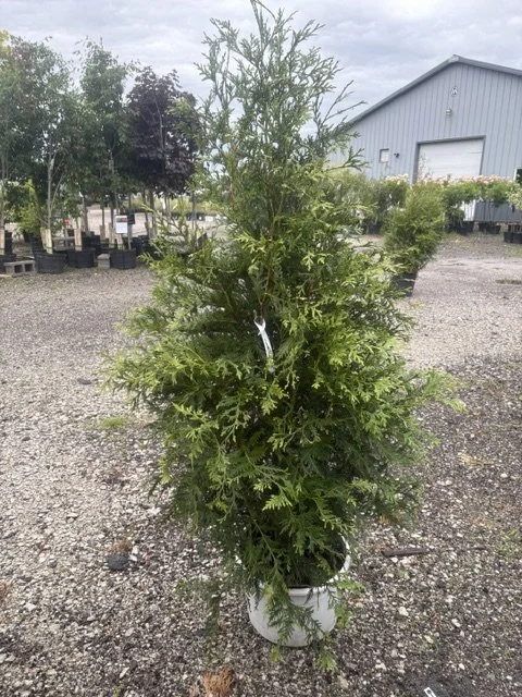Spring Grove Arborvitae