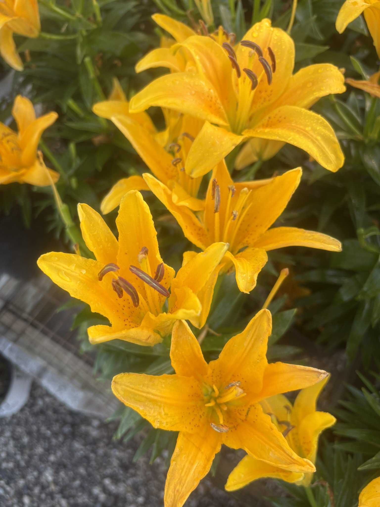 IMG_6067.JPEG