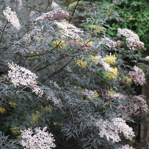 sambucus_black_lace_img_9518.jpg