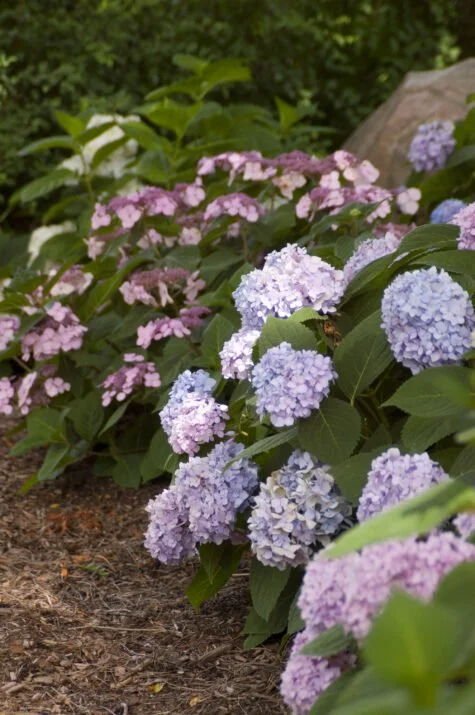 HydmacEndlessSummer-03-2880-1-1-475x715.jpg