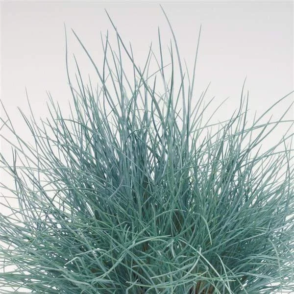 festuca-buddy-blue-grass-1693938921.jpg