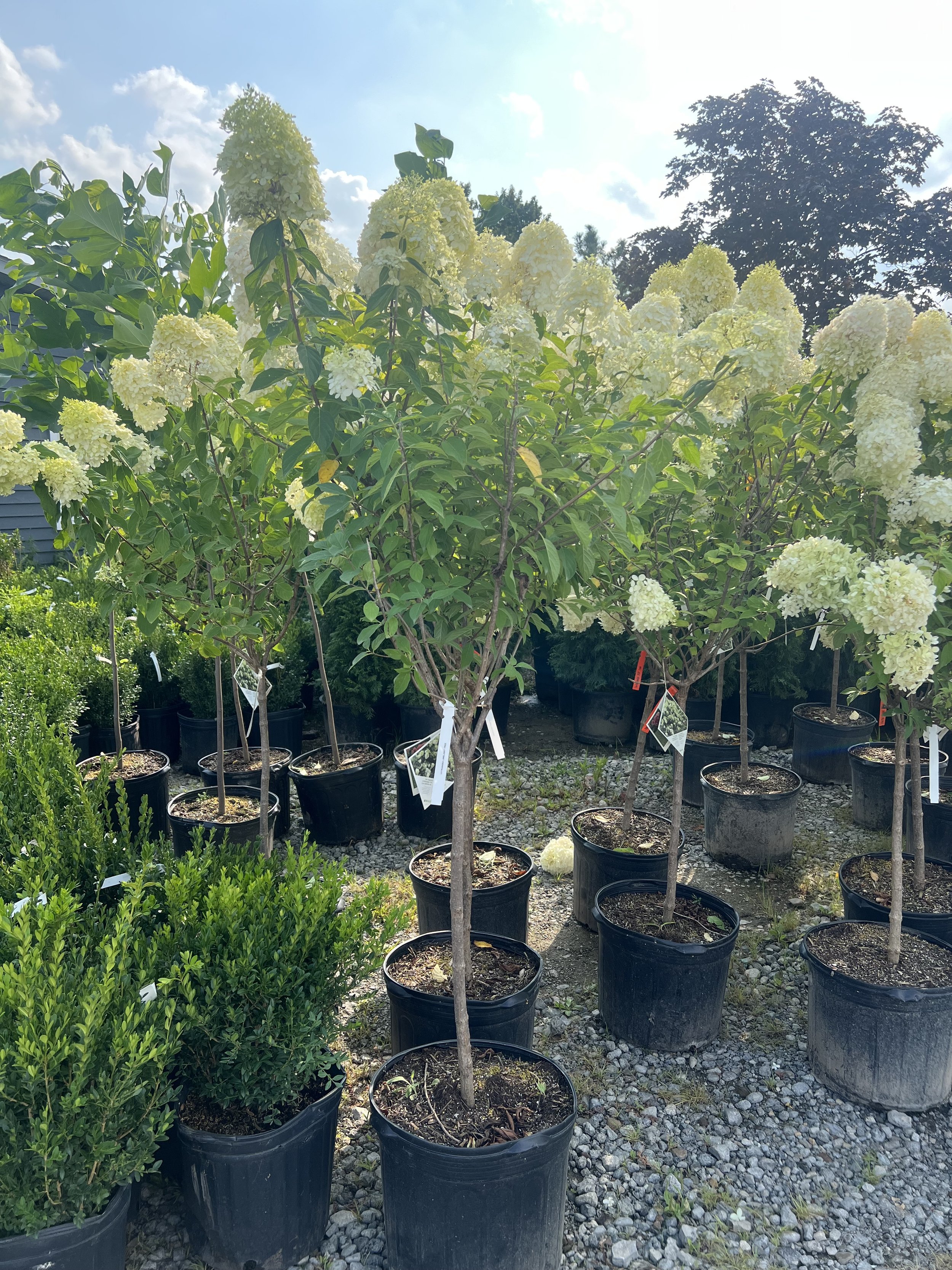 Limelight Hydrangea Tree