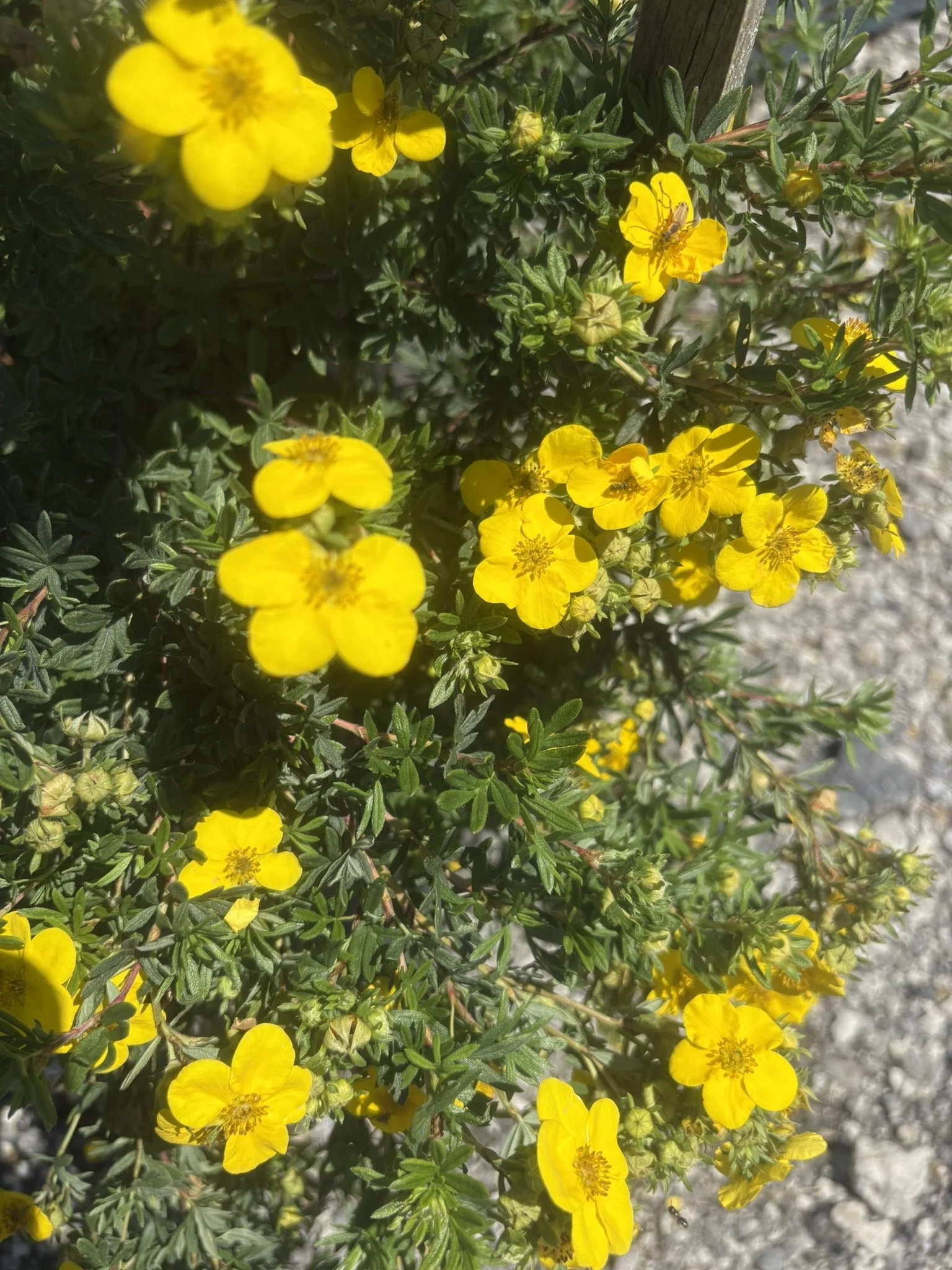 IMG_6136.JPEG