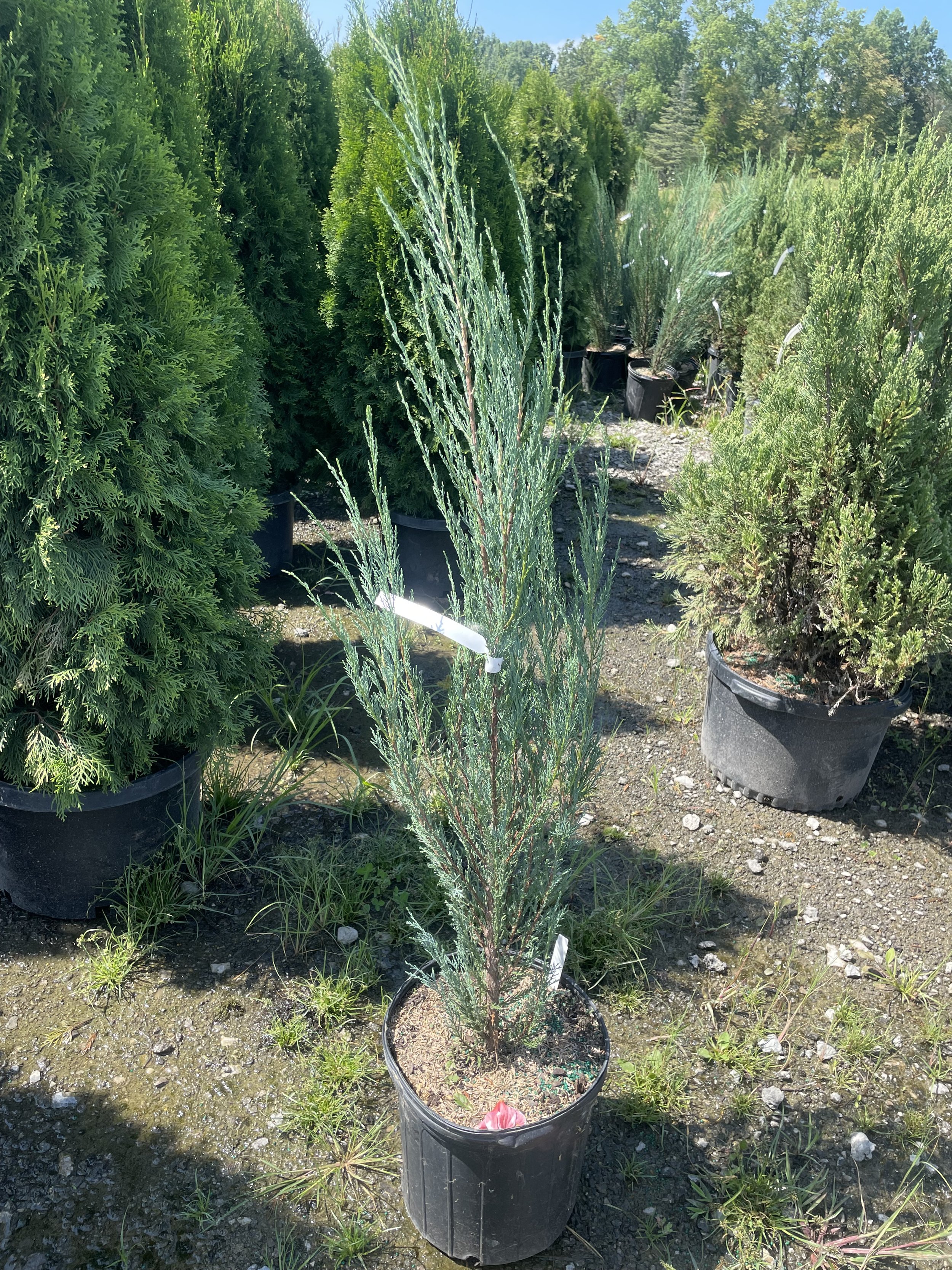 Skyrocket Juniper