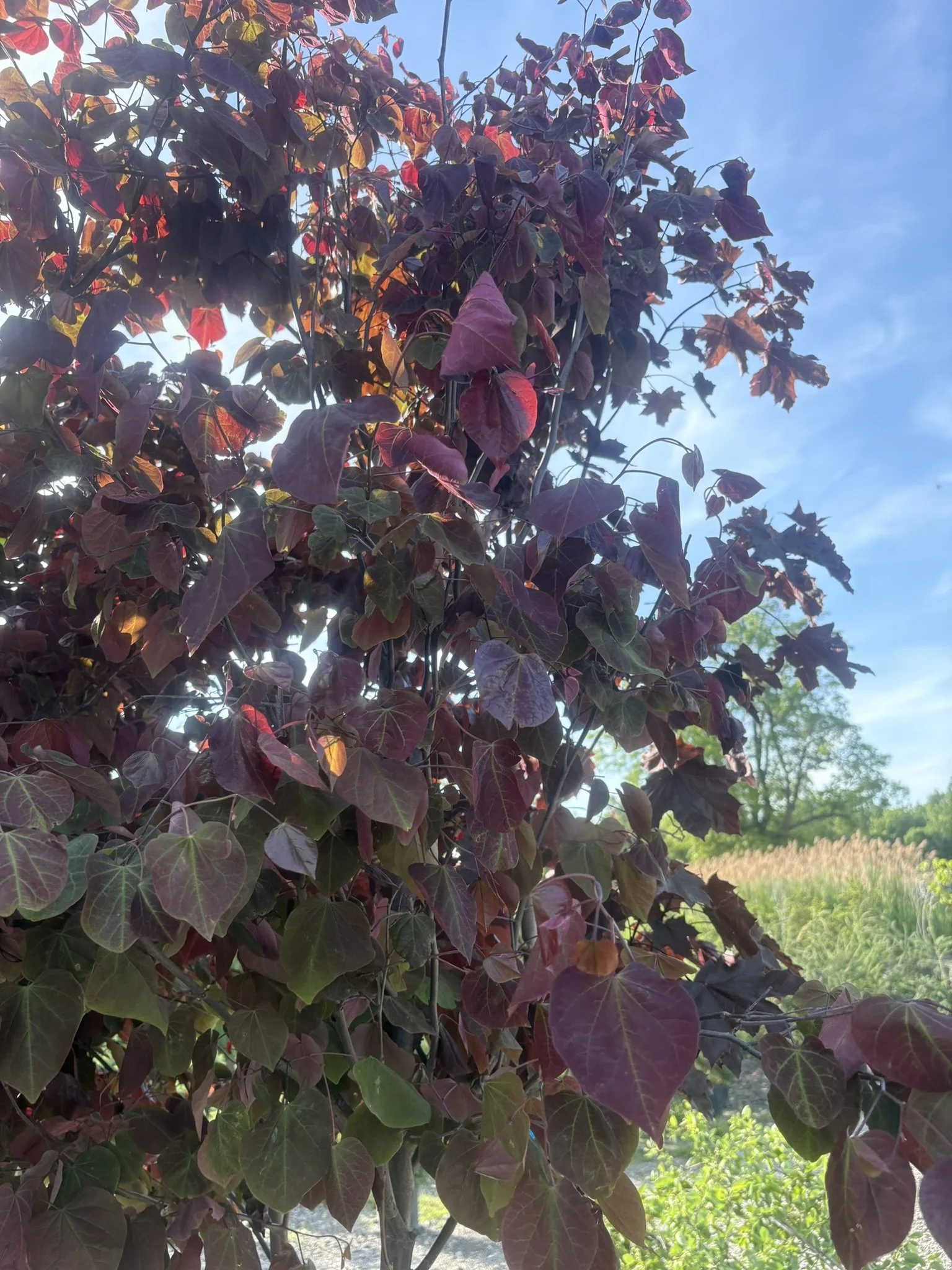 IMG_5943.JPEG