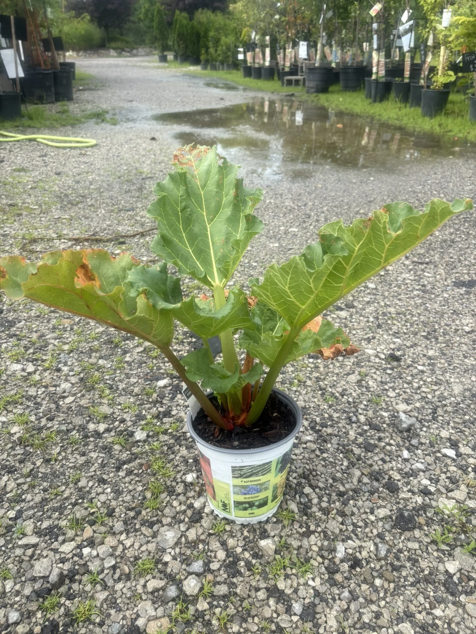 Rhubarb-Victoria