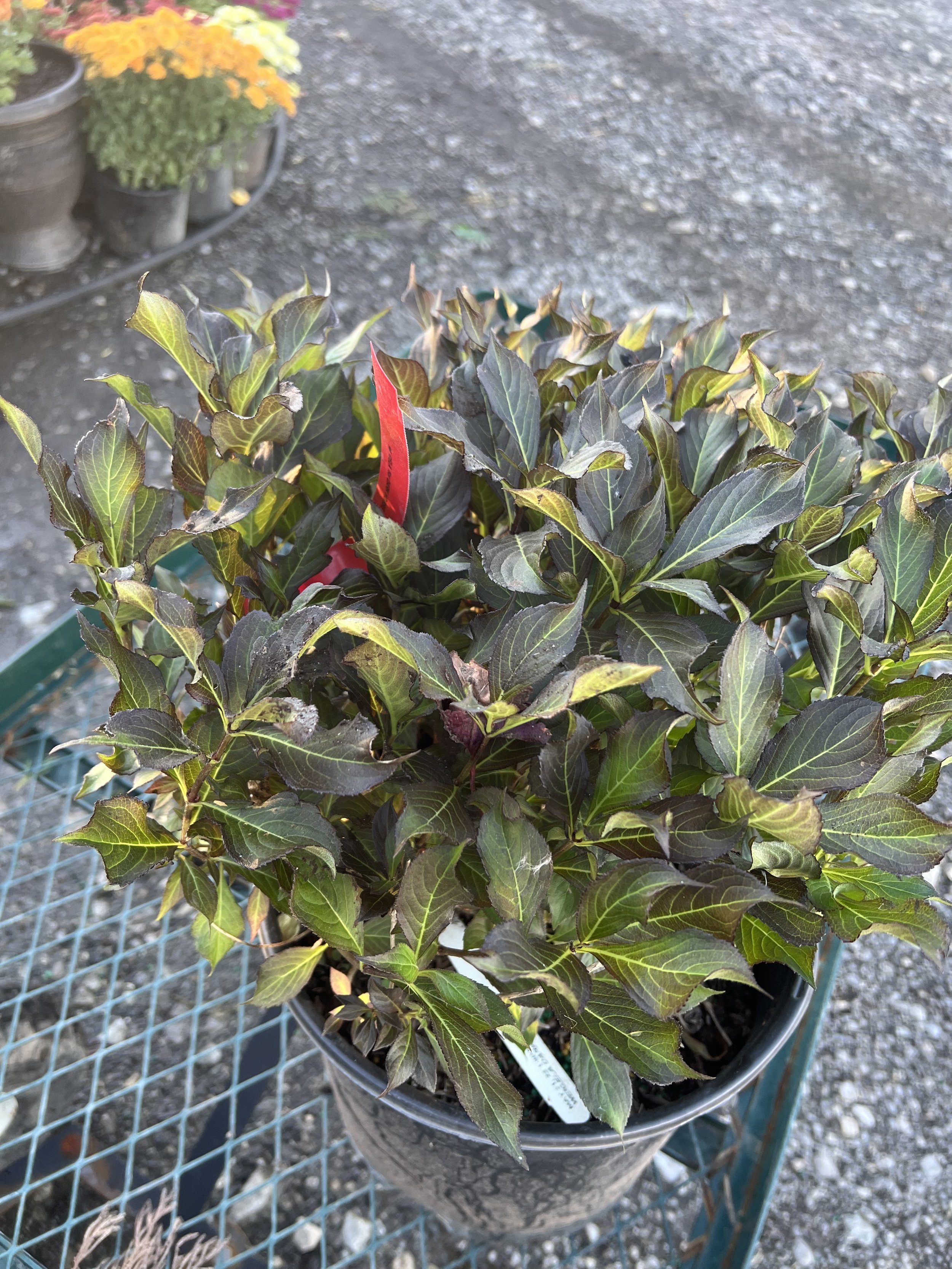 Dark Horse Weigela
