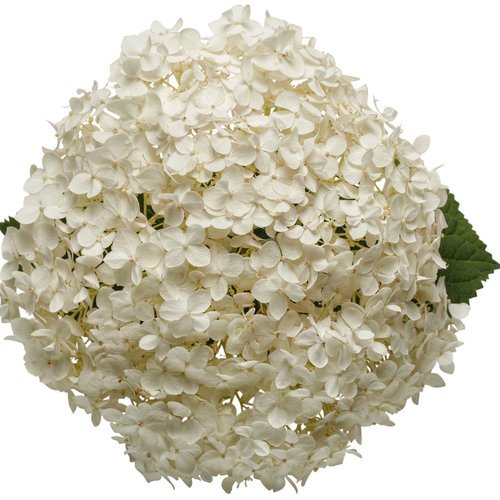 hydrangea_invincibelle_wee_white_02.jpg