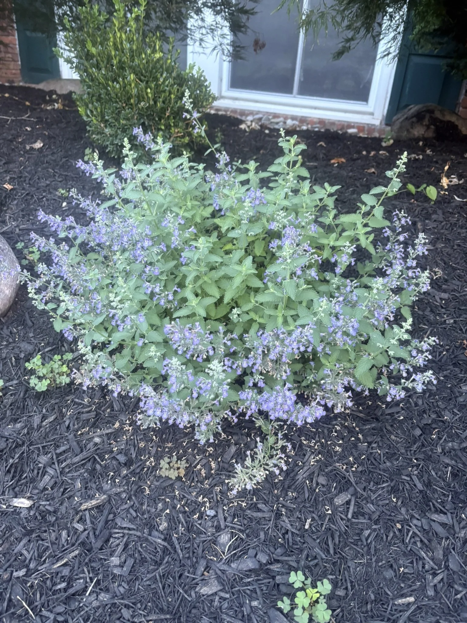 IMG_6977.JPEG