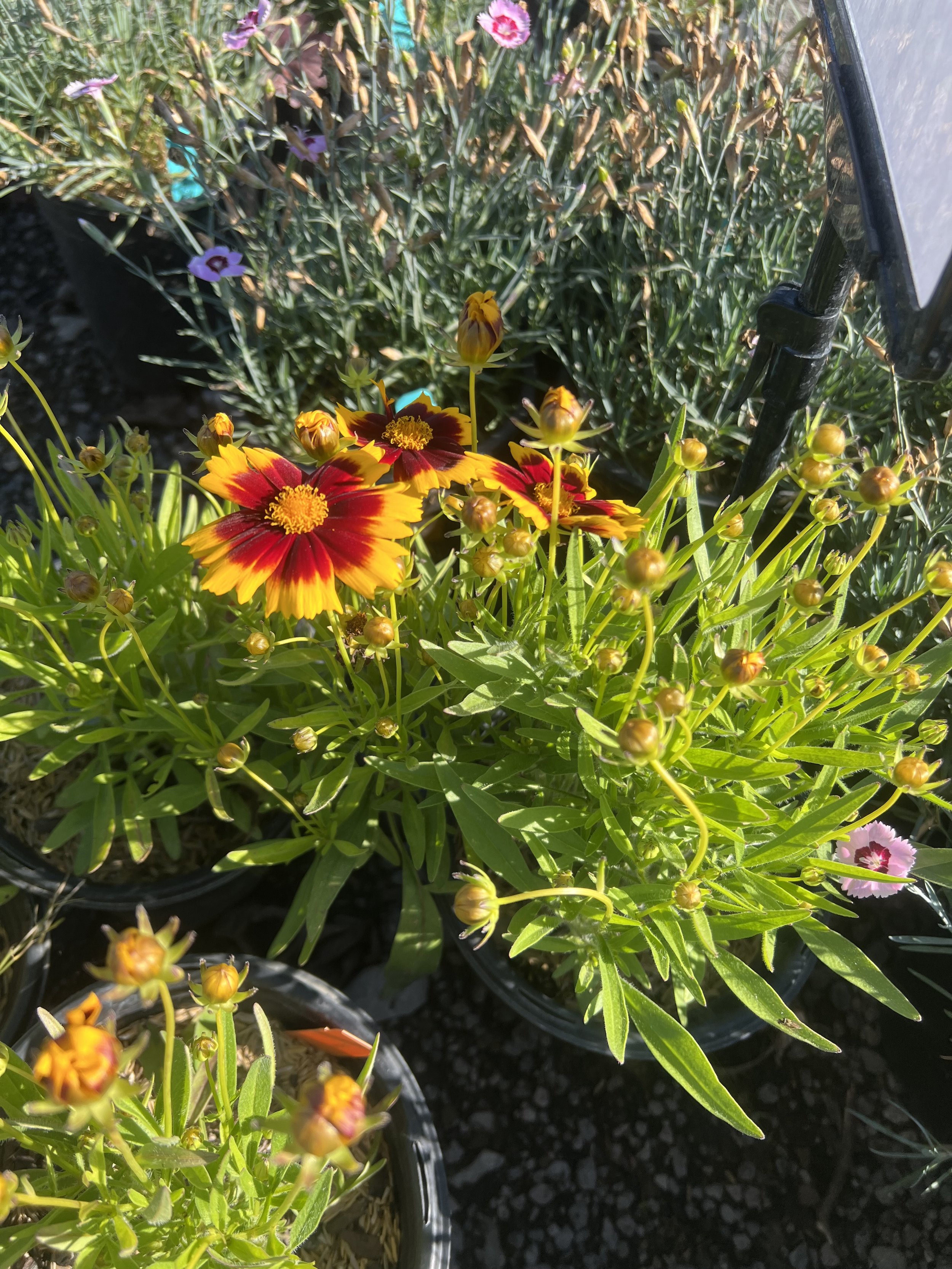 IMG_0928.jpeg