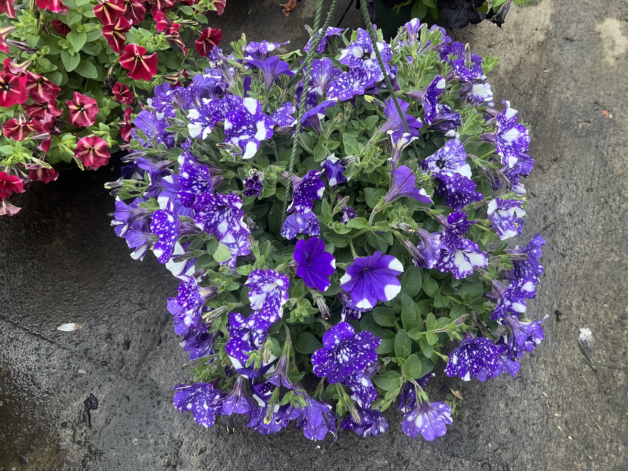 IMG_2918.jpeg