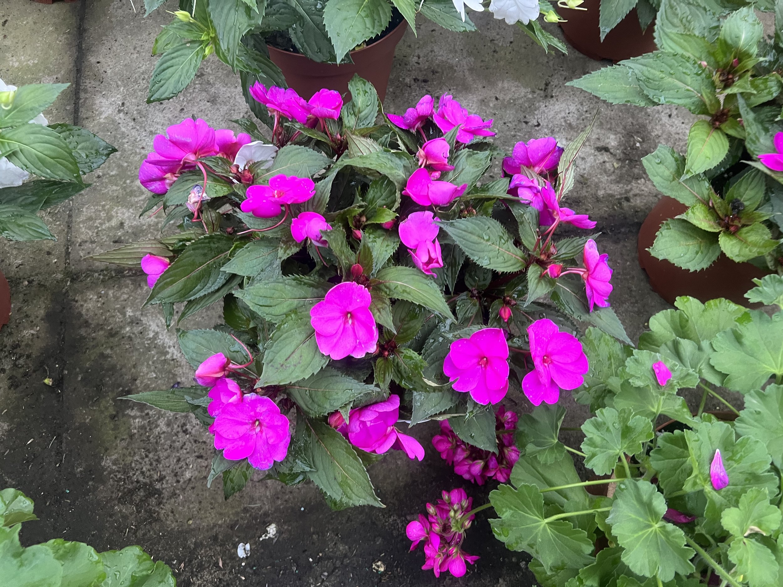 IMG_2928.jpeg