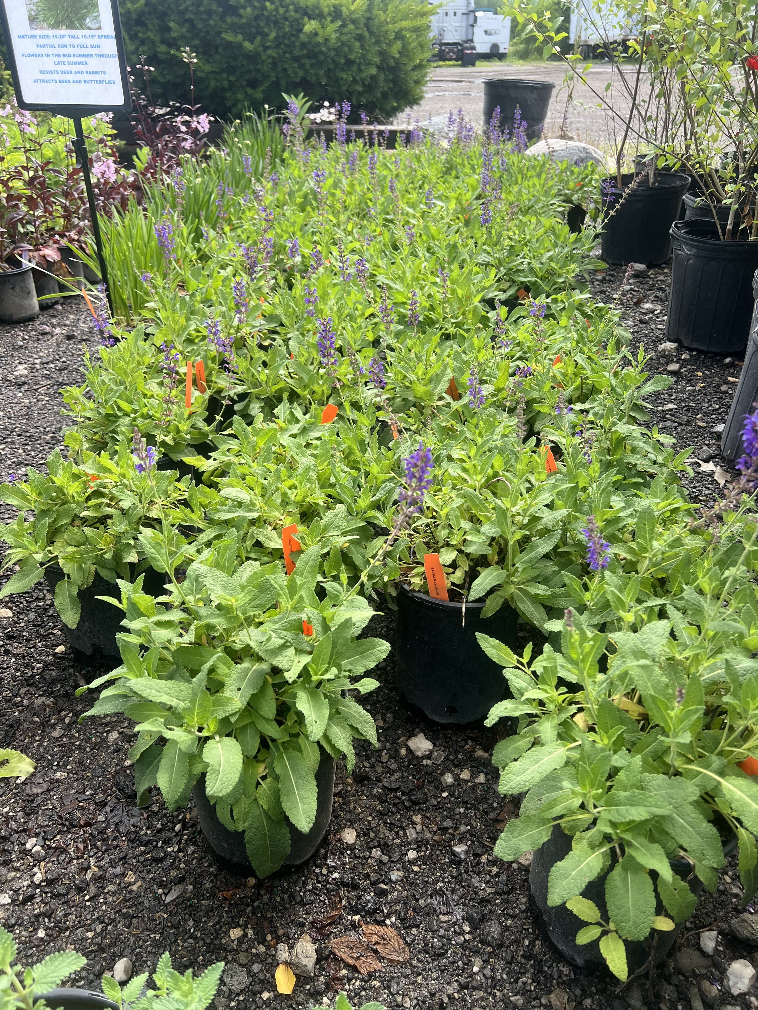 Salvia-May Night