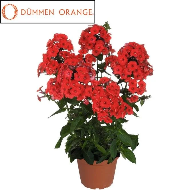 Flame Red.jpg