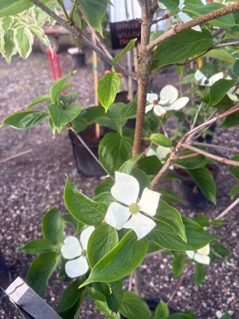 Venus Dogwood