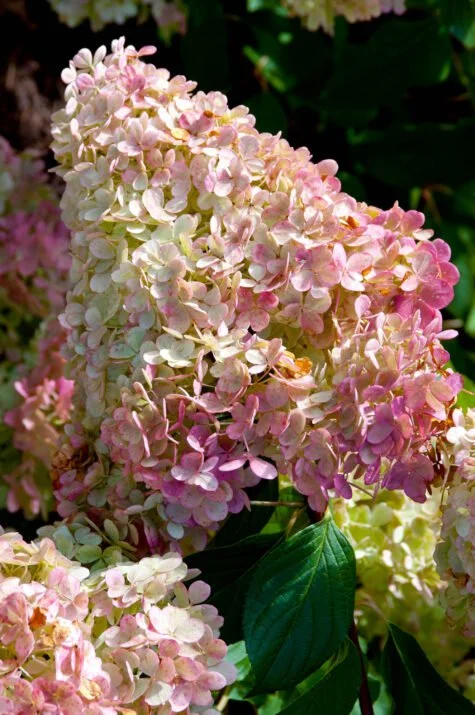 HydrangeaFEVanillaStrawberrytree-05-9670-1-1-475x715 (1).jpg