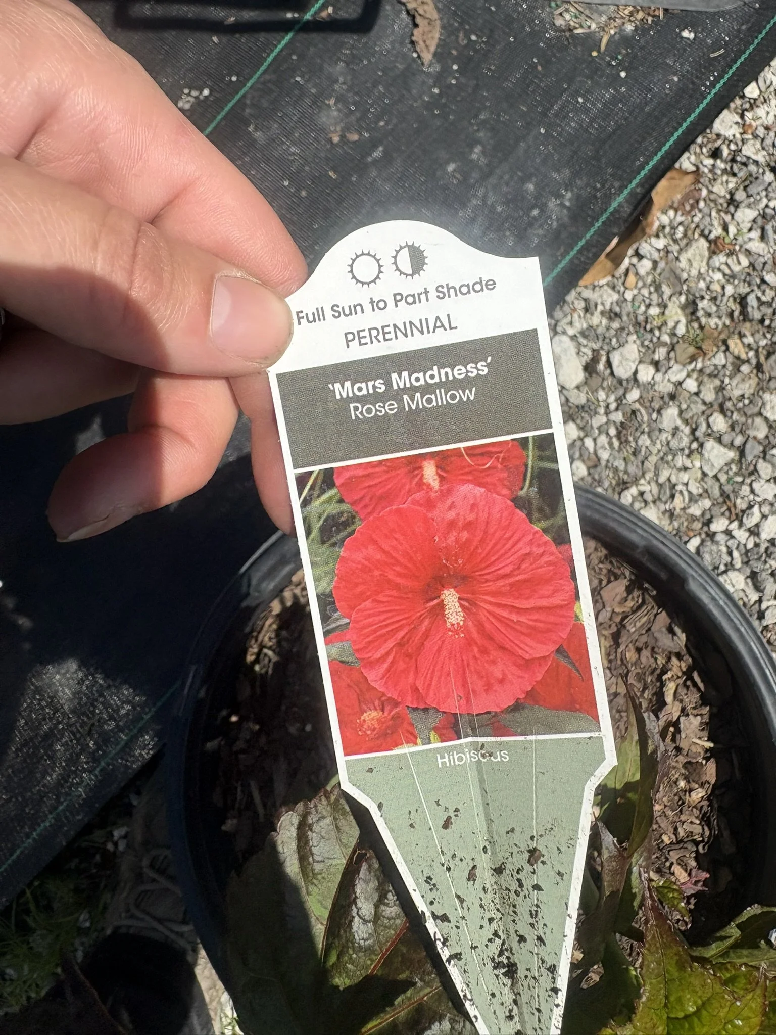 Mars Madness Hibiscus