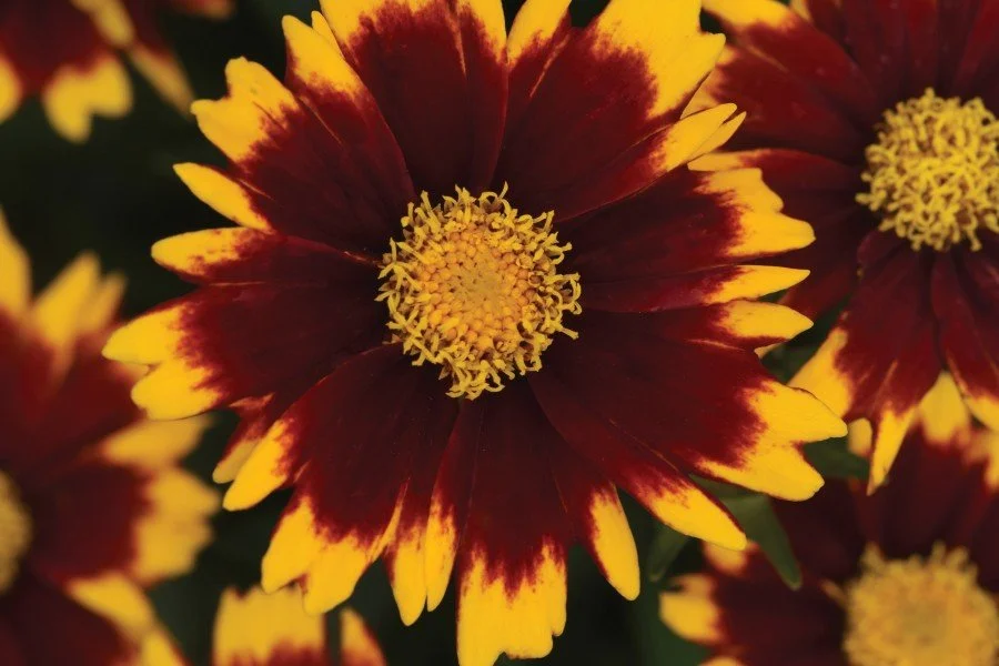 Coreopsis