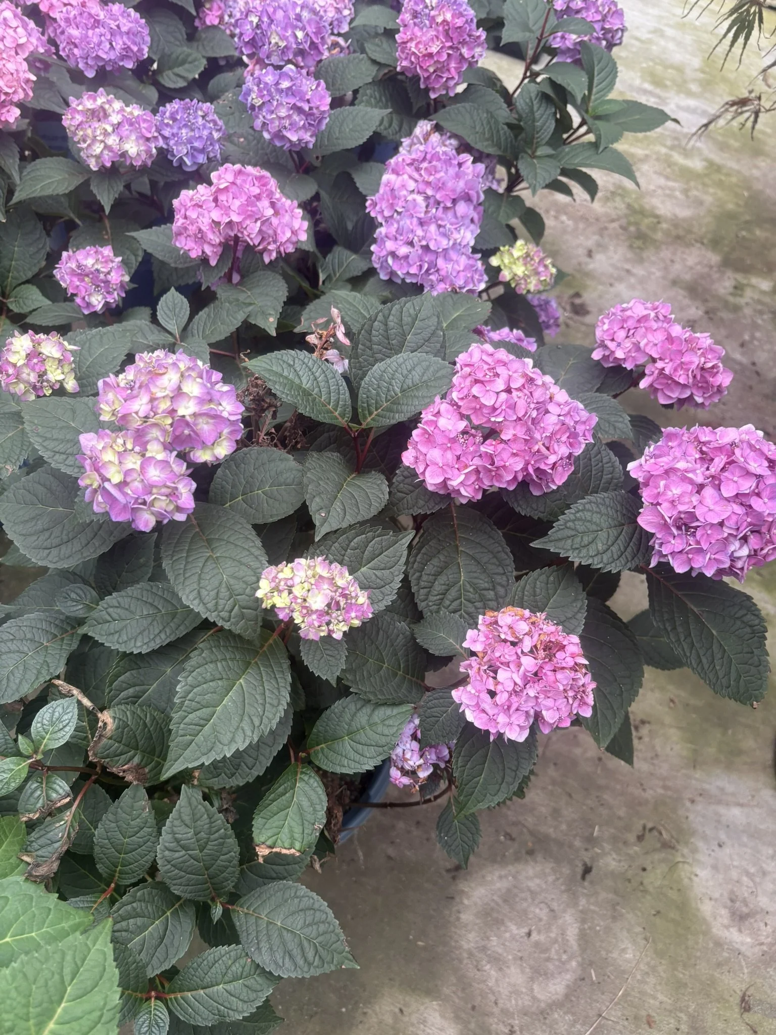 IMG_5963.JPEG