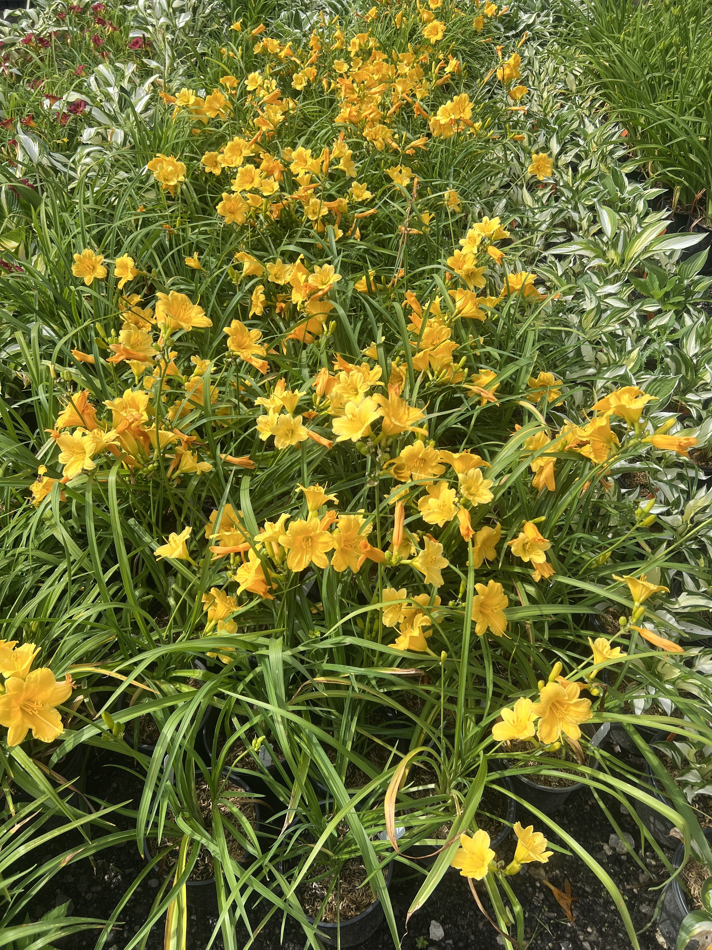 IMG_0978.jpeg