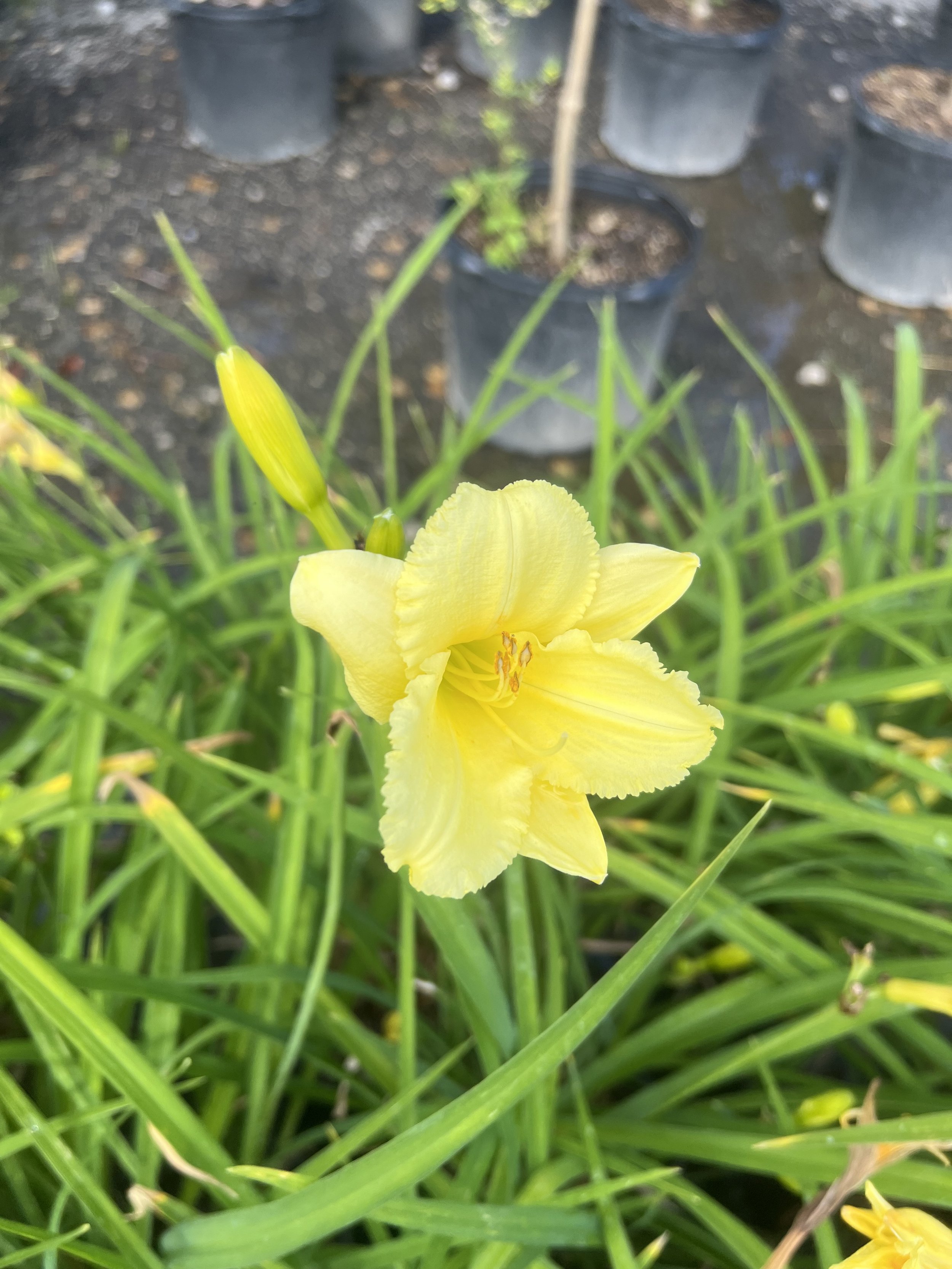 IMG_1051.jpeg