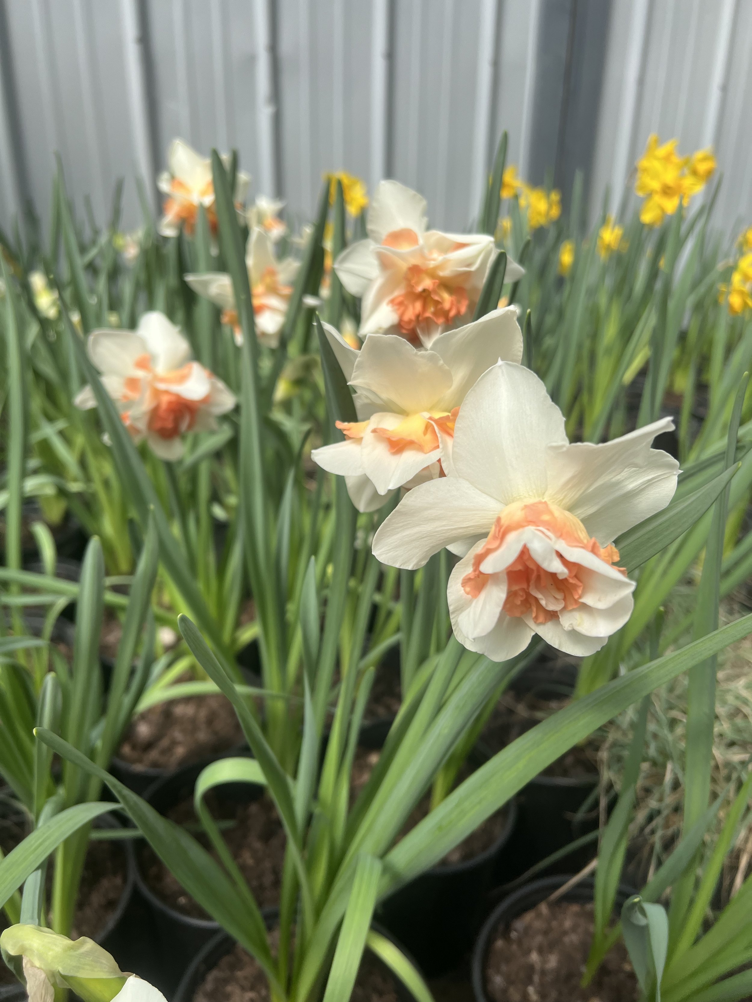 IMG_0470.jpeg