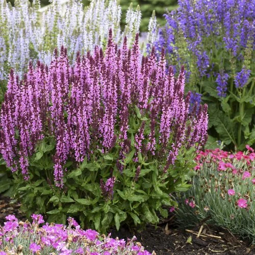 salvia_pink_profusion_6.jpg