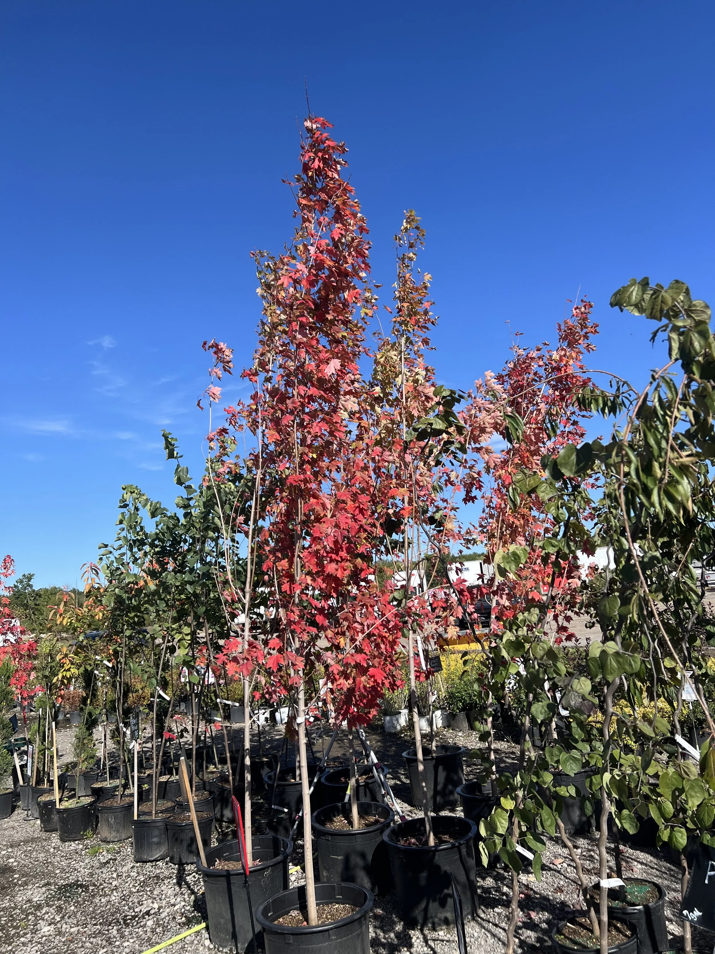 Autumn Blaze Maple