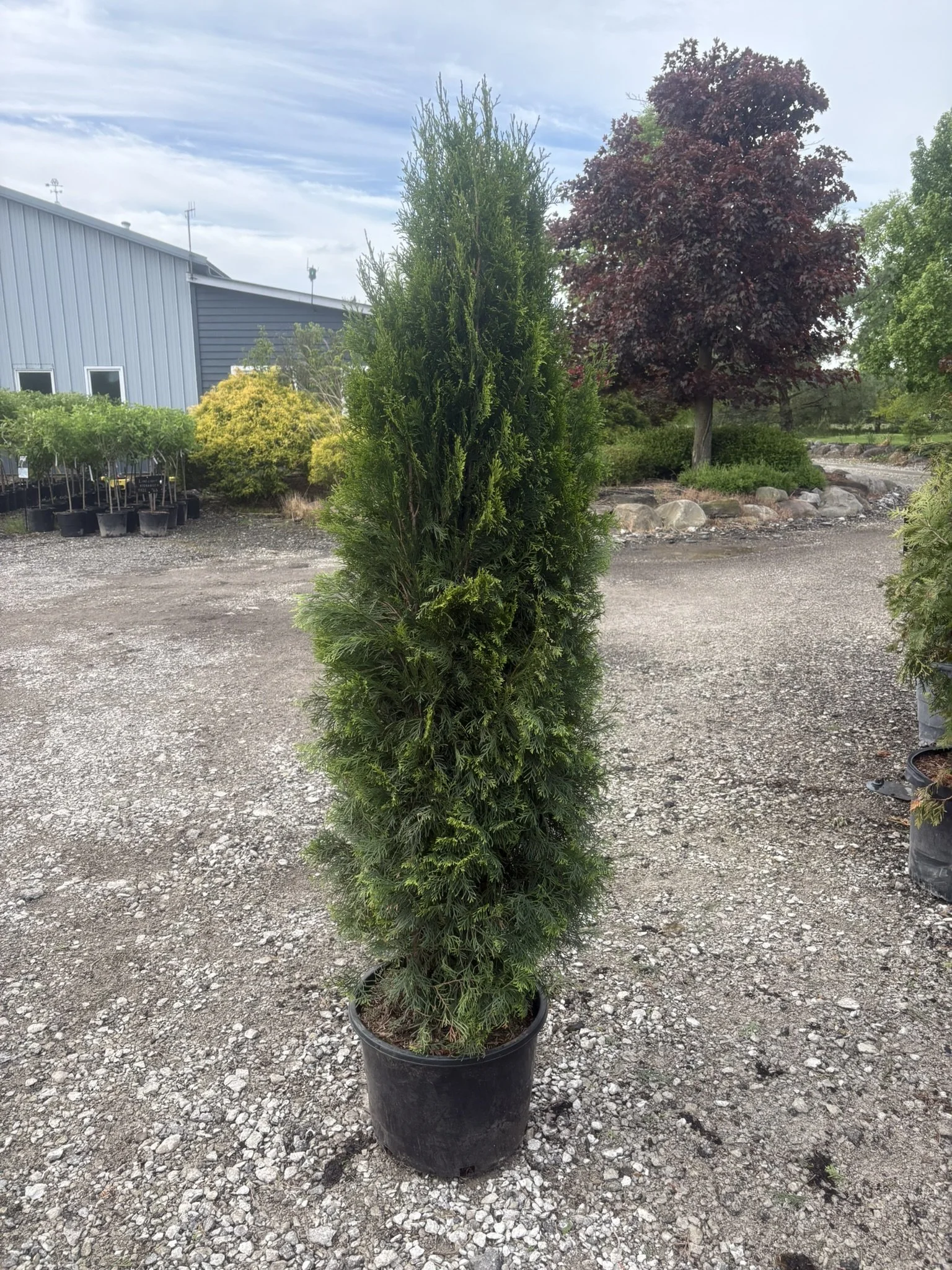 Emerald Green Arborvitae