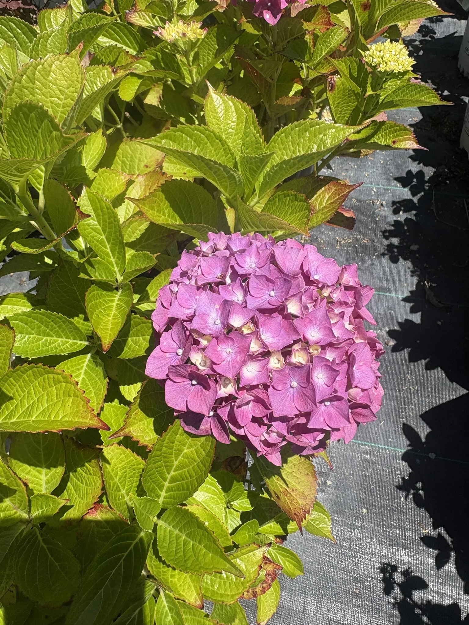 IMG_6116.JPEG