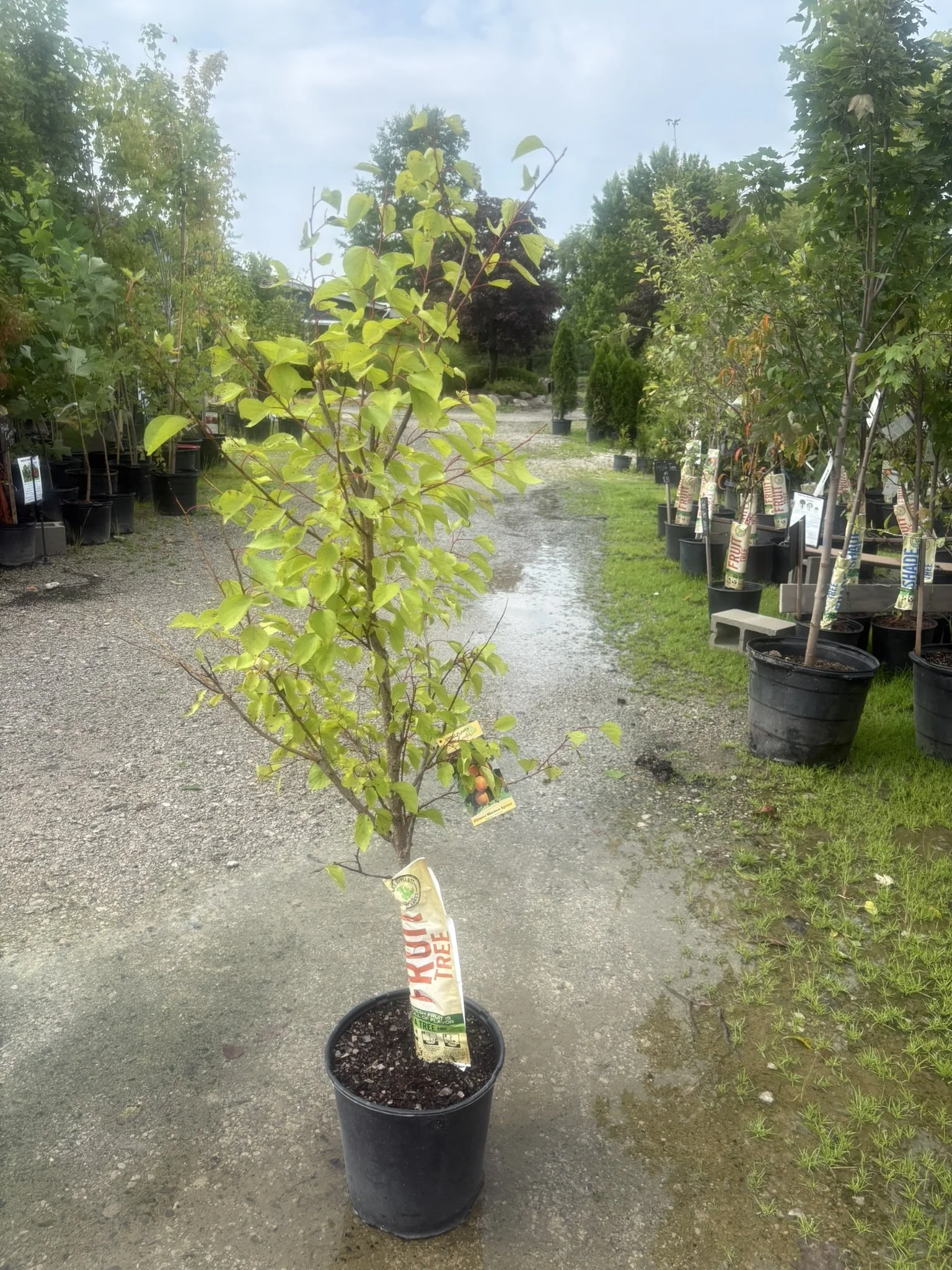 Chinese Mormon Apricot Tree