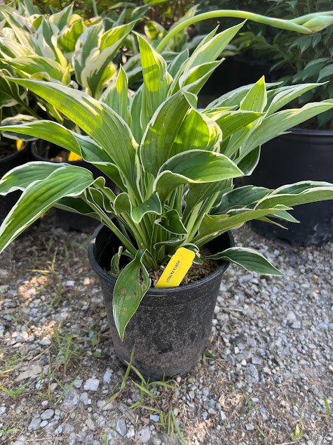 Patriot Hosta