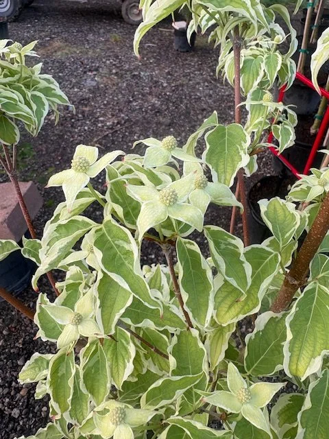 Samaritan Dogwood