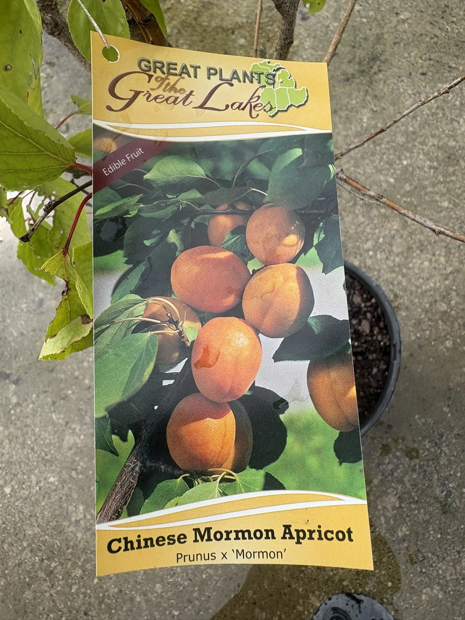 IMG_6702.JPEG