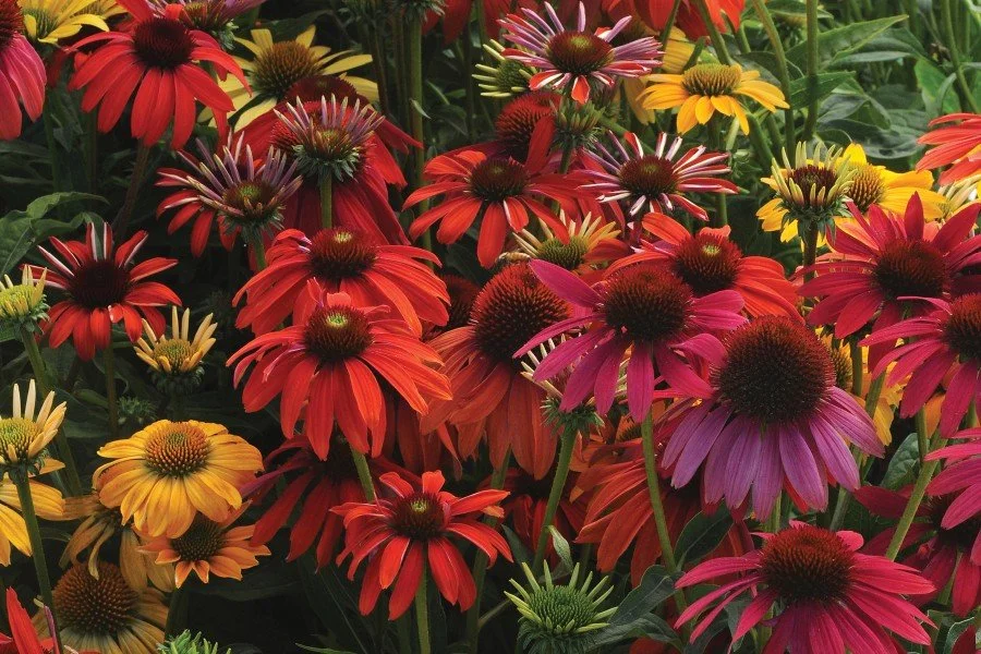 ECH Cheyenne Spirit-900x600.jpg