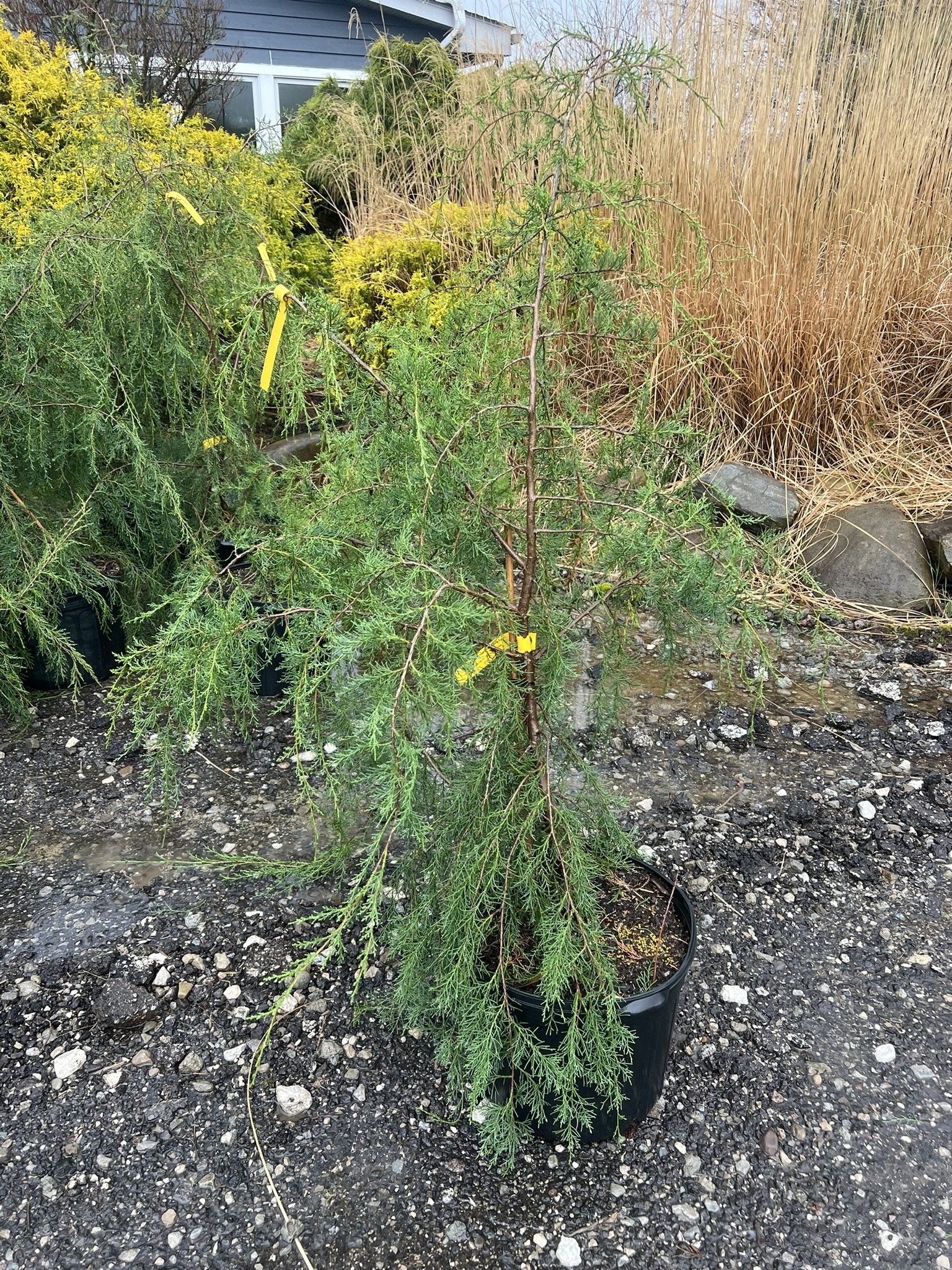 Virginia Weeper Juniper