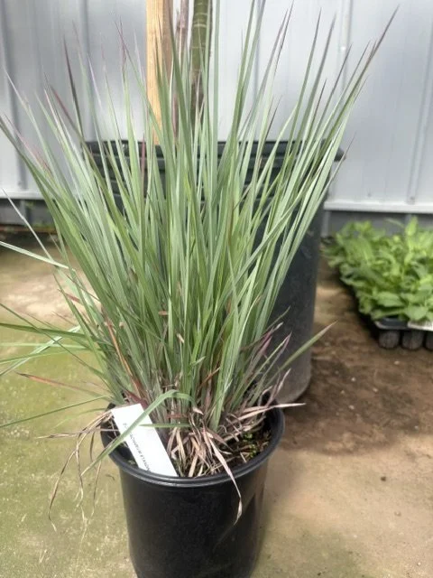 Standing Ovation Blue Stem Grass