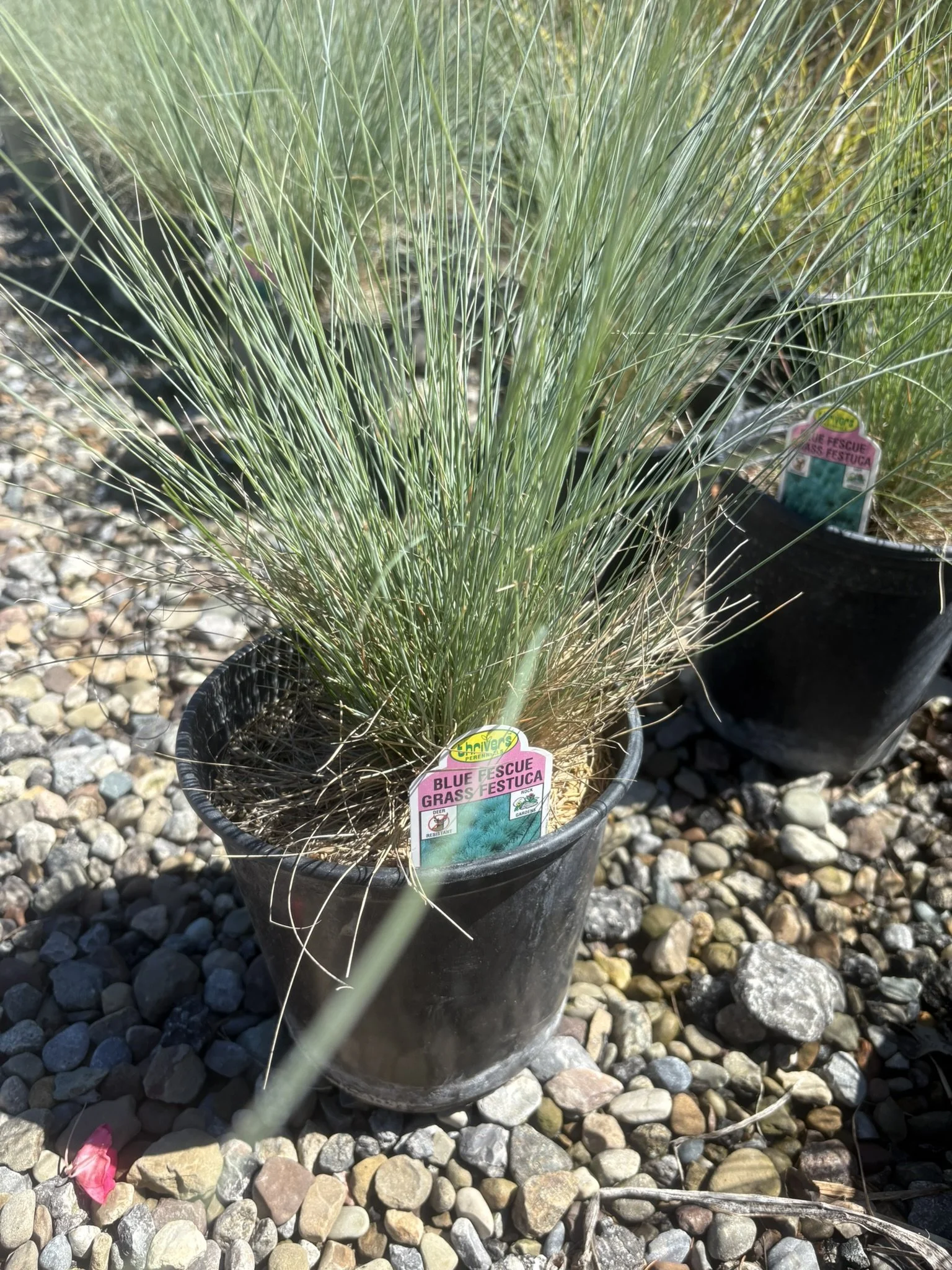 Buddy Blue Fescue Grass