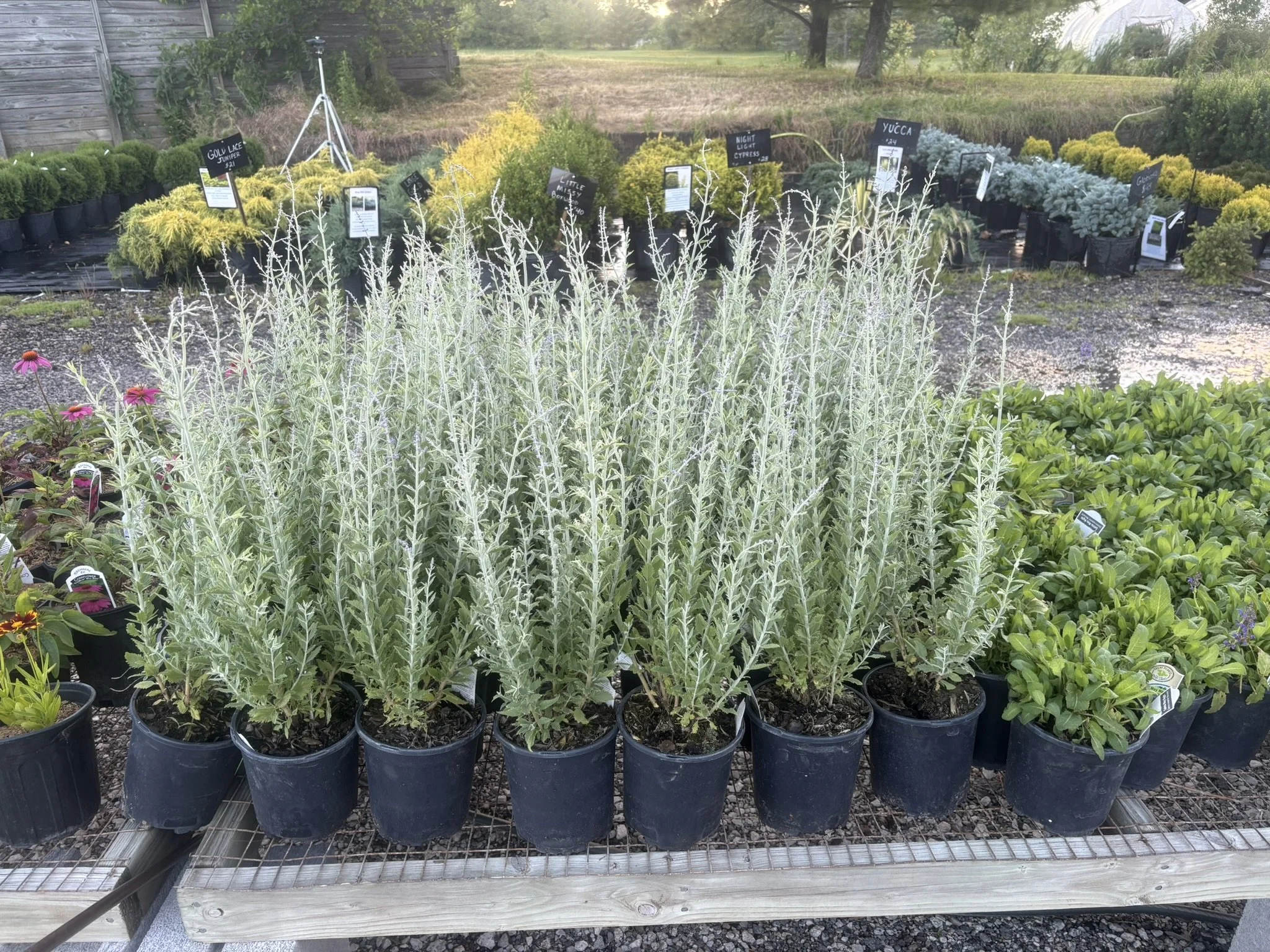 Russian Sage