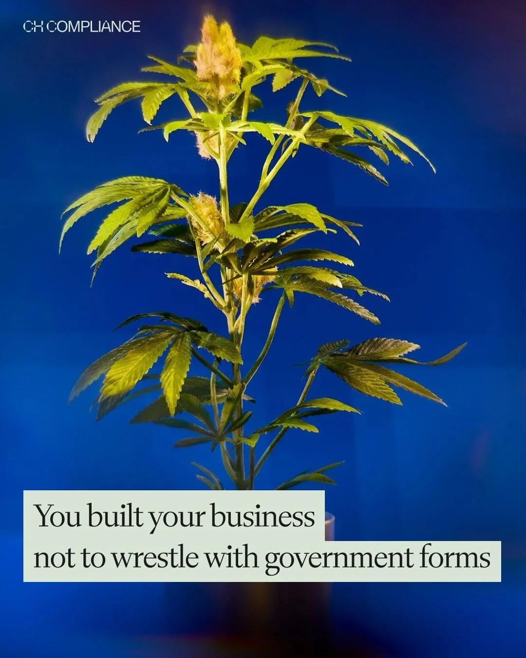 DCR Forms weren&rsquo;t created for Operators
They were created for themselves, as if they were the ones filling them out &ndash;
They were Not Created for 🚫
📦 Distributors 
🌱Cultivators 
🧪Manufacturers
🏧Retailers

Because if they were you would