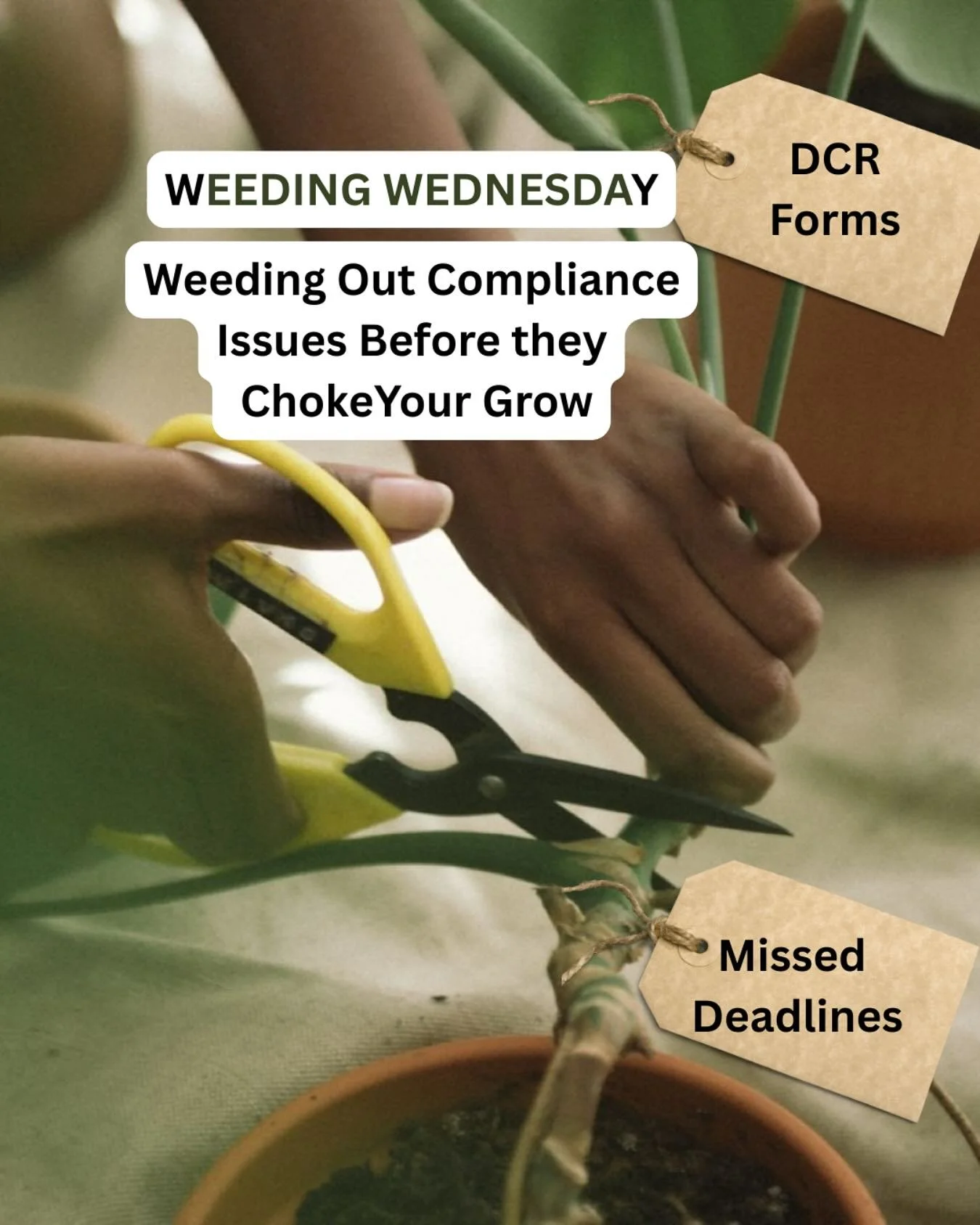 Weeding Wednesday 🌿
Weeding out Compliance issues before they choke your Grow.
You know how one weed in the garden can take over your whole bed?
That&rsquo;s what missed deadlines + DCR emails do to your license.

Let me pull the Compliance weeds so