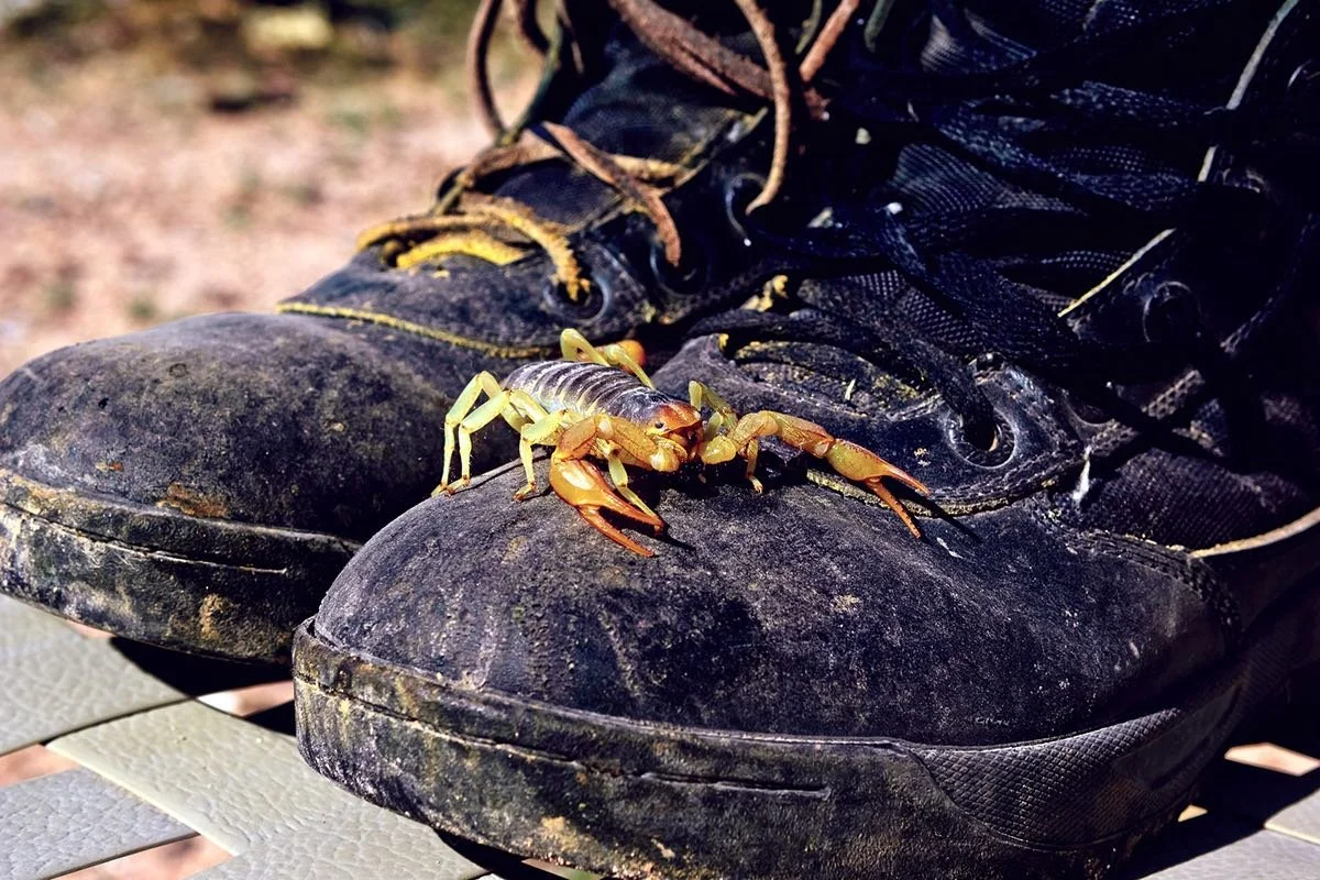 Small scorpion on black work boots
