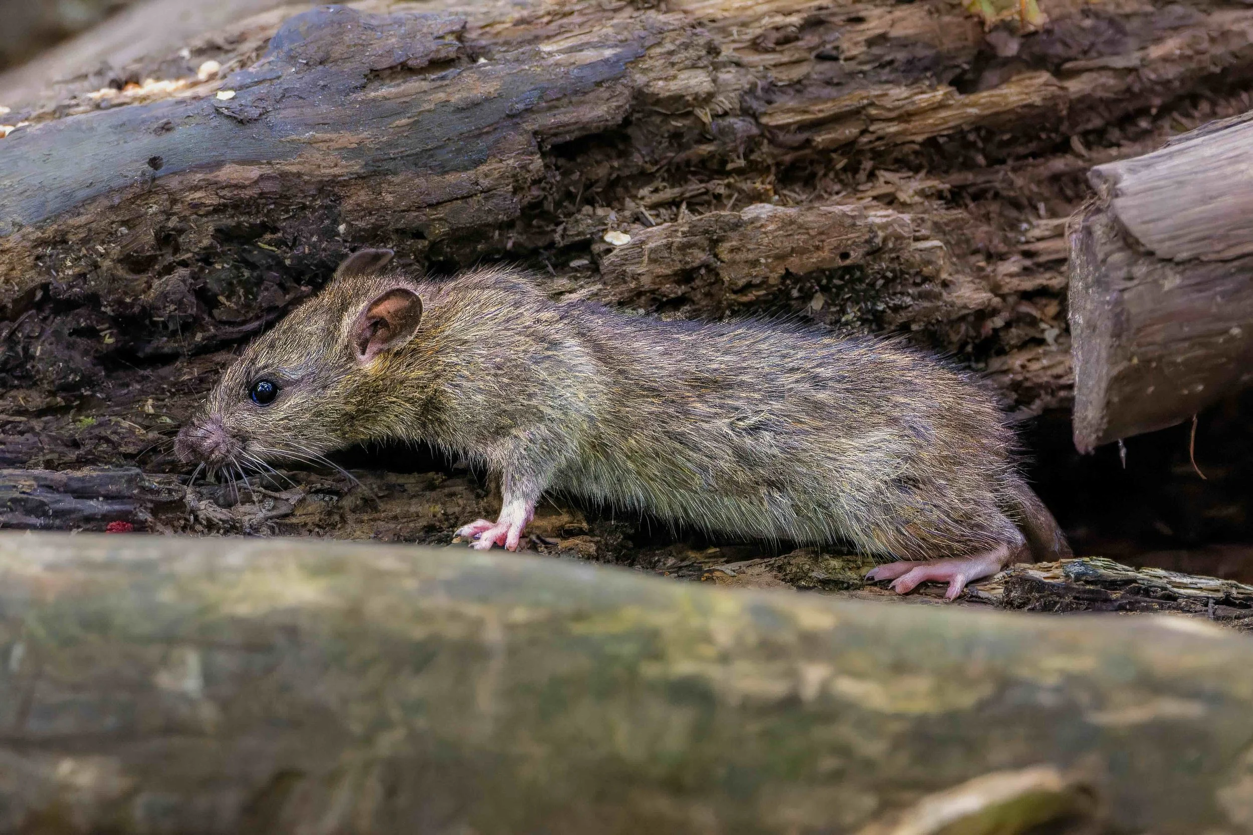 Roof rat in wooded area