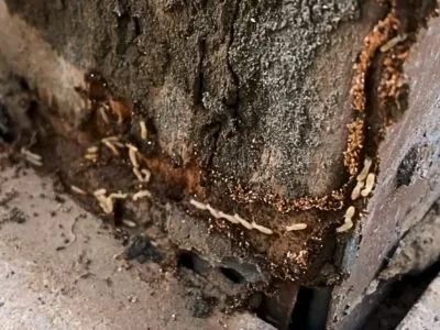 Are Winter Termites Real? What Arizona Homeowners Should Know