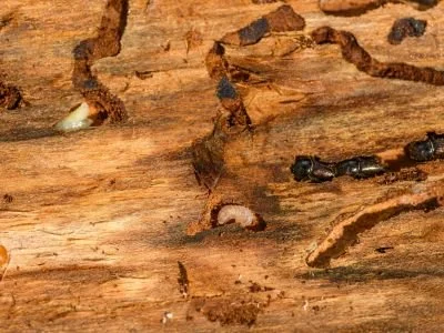 Why Cold Weather is Bad News for Termite Control